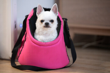 Pies rasy chihuahua siedzi wystawia ciekawsko głowę ze swojej torby transportowej 