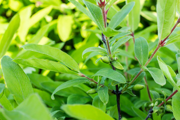 Fototapeta na wymiar Growing green plant (shrub) of Honeyberry (fly honeysuckle, Lonicera caerulea) with green berries. Farming (agriculture, gardening, horticulture, nursery-garden, cultivation) concept.