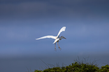 A white heron flying over  meadow in the early morning