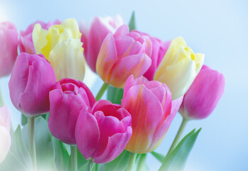 Mix of tulips flowers background