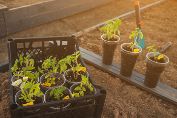 green young tomato seedlings in upcycled plastic containers and garden tools on the ground bed. plants ready to transplantation in sunset light. Organic farming and gardening concept