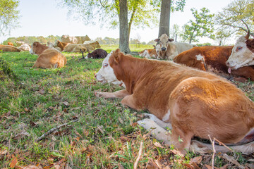 cows laying down and relaxing in a field