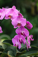 Fototapeta na wymiar Beautiful purple orchid in a garden close up