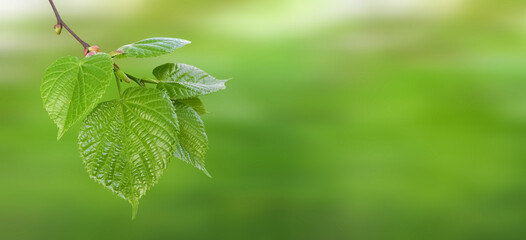 Spring or summer background with copy space. Linden tree branch on defocused background