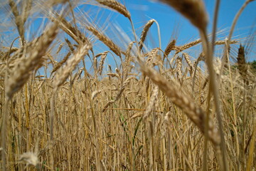 Fototapeta premium Rural scenery. Background of ripening ears of wheat field and sunlight. Field of crops. Selective focus