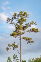 Tree on a hill against an overcast sky with copy space