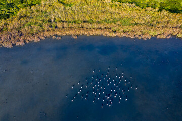 drone view of flamingo  flock  in the fish ponds of  Kibbutz Nachsolim, Israel