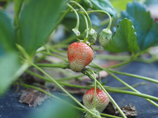 strawberries in the garden