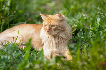 red-haired beautiful cat with long hair walks on the street on the green grass. Summertime. Fresh green grass