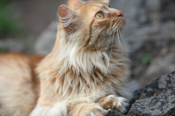 red-haired beautiful cat with long hair walks on the street on the green grass. Summertime. Fresh...