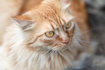 red-haired beautiful cat with long hair walks on the street on the green grass. Summertime. Fresh green grass