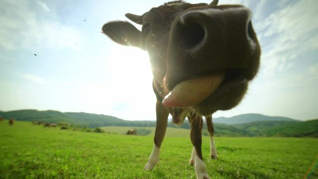 An extreme close-up of a curious dairy cow chewing on grass.