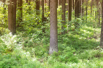 Spruce forest. Forest in summer on a sunny day.