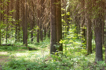 Spruce forest. Forest in summer on a sunny day.