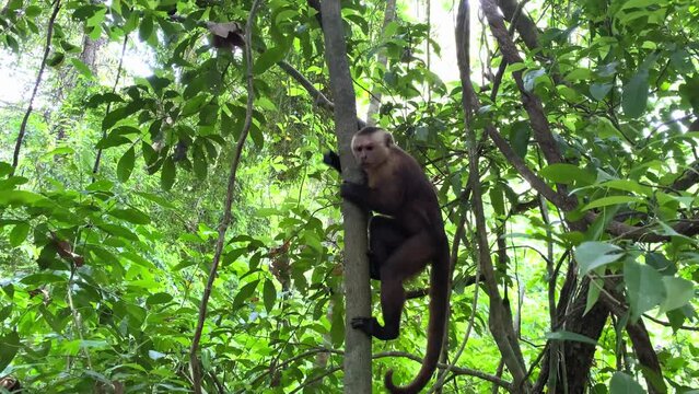 Monkey eating a banana in the rainforest. Funny wildlife scene in exotic forest.