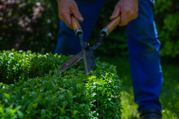 Work in the garden. The man cuts branches and bushes with a pruner. Concept of caring for the garden.