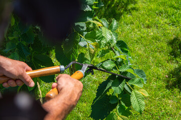 Work in the garden. The man cuts branches and bushes with a pruner. Concept of caring for the garden.