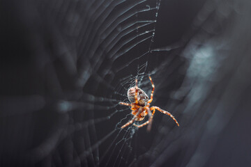 Spider on the web