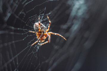 Spider on the web