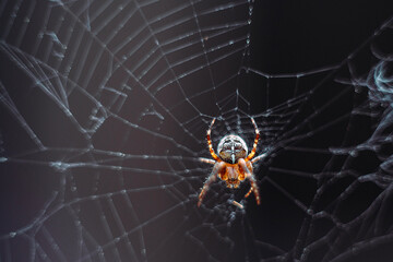 Spider on the web
