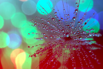 Dandelion with water droplets on the background of bursts of colored light.