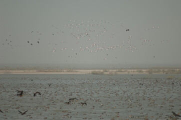 Greater flamingos, white-faced whistling ducks, fulvous whistling ducks, garganey and northern...