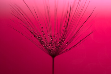 A dandelion with water droplets on a red background in macro close-up.