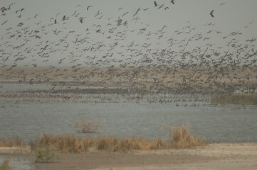 Flock of white-faced whistling ducks, fulvous whistling ducks, garganey and northern pintails....