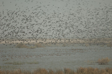 Flock of white-faced whistling ducks, fulvous whistling ducks, garganey and northern pintails. Oiseaux du Djoudj National Park. Saint-Louis. Senegal.