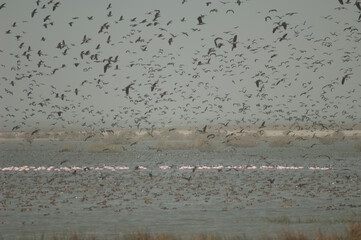 Greater flamingos, white-faced whistling ducks, fulvous whistling ducks, garganey and northern pintails. Oiseaux du Djoudj. Saint-Louis. Senegal.