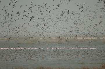 Greater flamingos, white-faced whistling ducks, fulvous whistling ducks, garganey and northern...