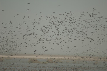 Flock of white-faced whistling ducks, fulvous whistling ducks, garganey and northern pintails....