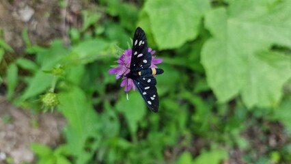 butterfly on flower