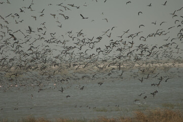 Flock of white-faced whistling ducks, fulvous whistling ducks, garganey and northern pintails....