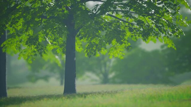 Big mapple tree with green leaves in a summer day