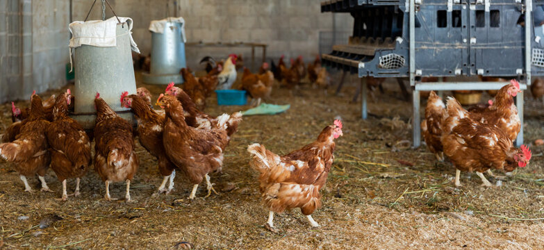 View of chickens in farm poultry house equipped with grain feeding troughs for birds and eggs hatchery section..