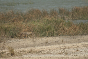 African golden wolf Canis lupaster. Oiseaux du Djoudj National Park. Saint-Louis. Senegal.