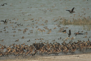 White-faced whistling ducks, fulvous whistling ducks and garganey. Oiseaux du Djoudj National Park. Saint-Louis. Senegal.
