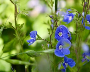 blue flowers of veronica bloomed in the field and meadow