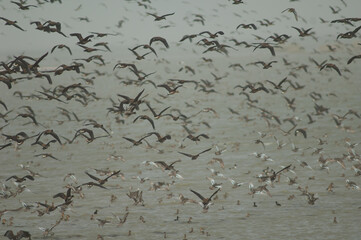 White-faced whistling ducks, fulvous whistling ducks and garganey. Oiseaux du Djoudj National Park. Saint-Louis. Senegal.