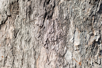 Abstract texture of the bark of a tree.
