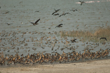 Flock of white-faced whistling ducks Dendrocygna viduata and fulvous whistling ducks Dendrocygna...