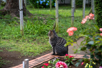 野良猫