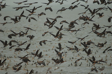 Flock of white-faced whistling ducks and fulvous whistling ducks taking flight. Oiseaux du Djoud...