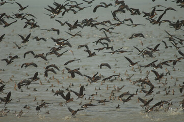 Flock of white-faced whistling ducks and fulvous whistling ducks taking flight. Oiseaux du Djoud...