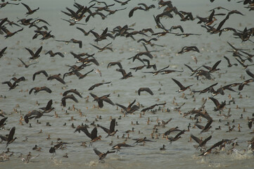 Flock of white-faced whistling ducks and fulvous whistling ducks taking flight. Oiseaux du Djoud National Park. Saint-Louis. Senegal.