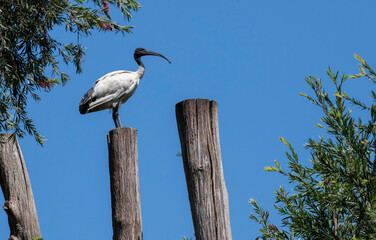 Australian White Ibis (Threskiornis molucca)