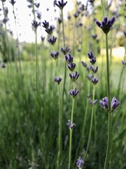 field of lavender