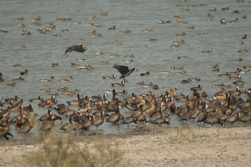 Flock of white-faced whistling ducks, fulvous whistling ducks, garganey and northern pintails....