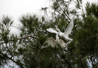 Egret (Ardea alba)